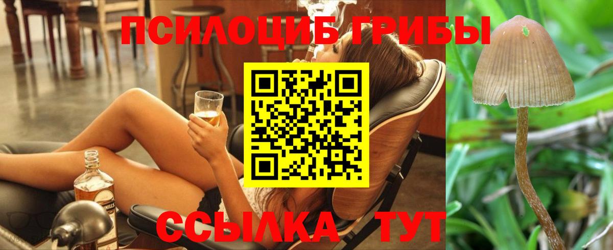 Тында  Псилоцибиновые грибы GOLDEN TEACHER  Вход с VPN 